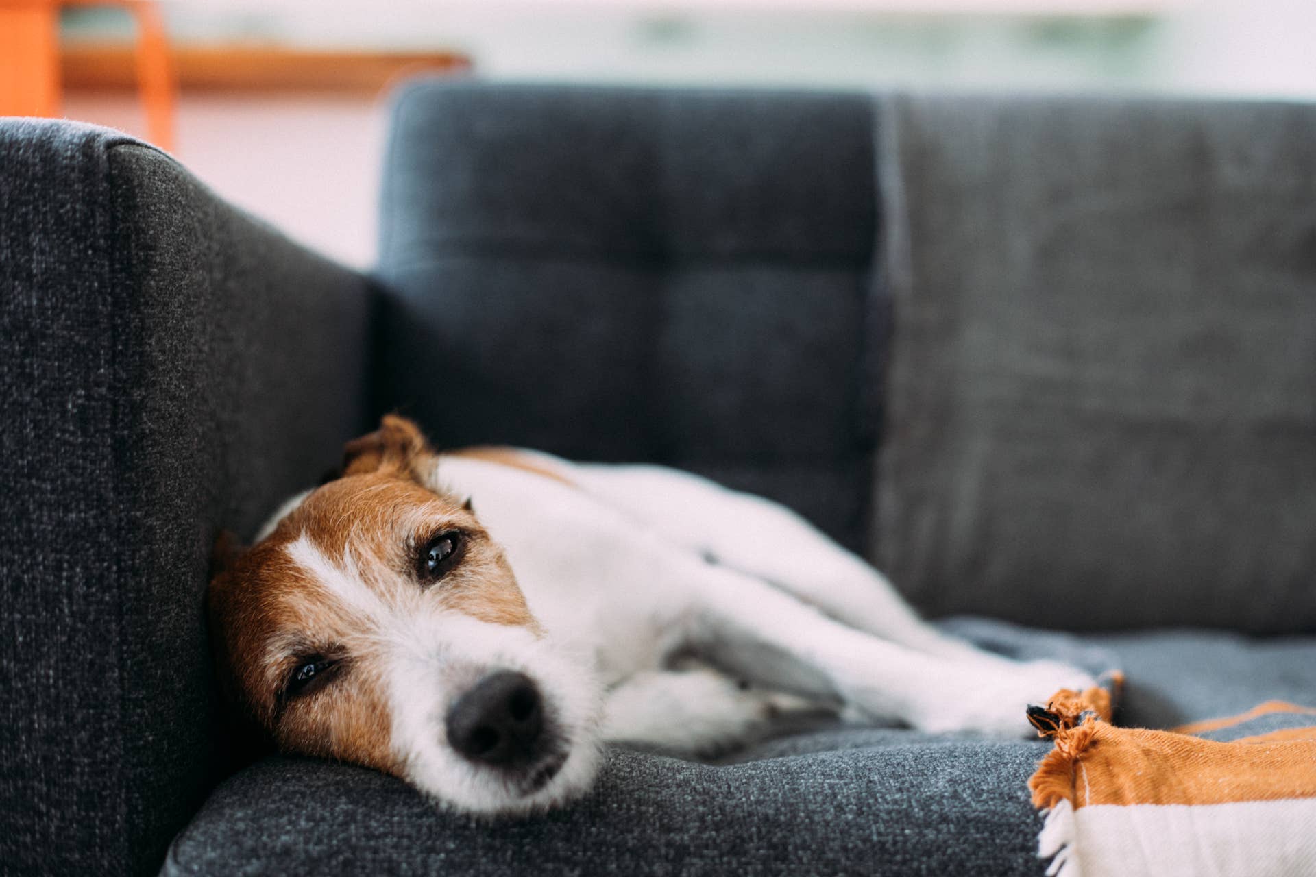 5 Subtle Signs Your Dog Is in Pain (And How To Tell) - PetHelpful