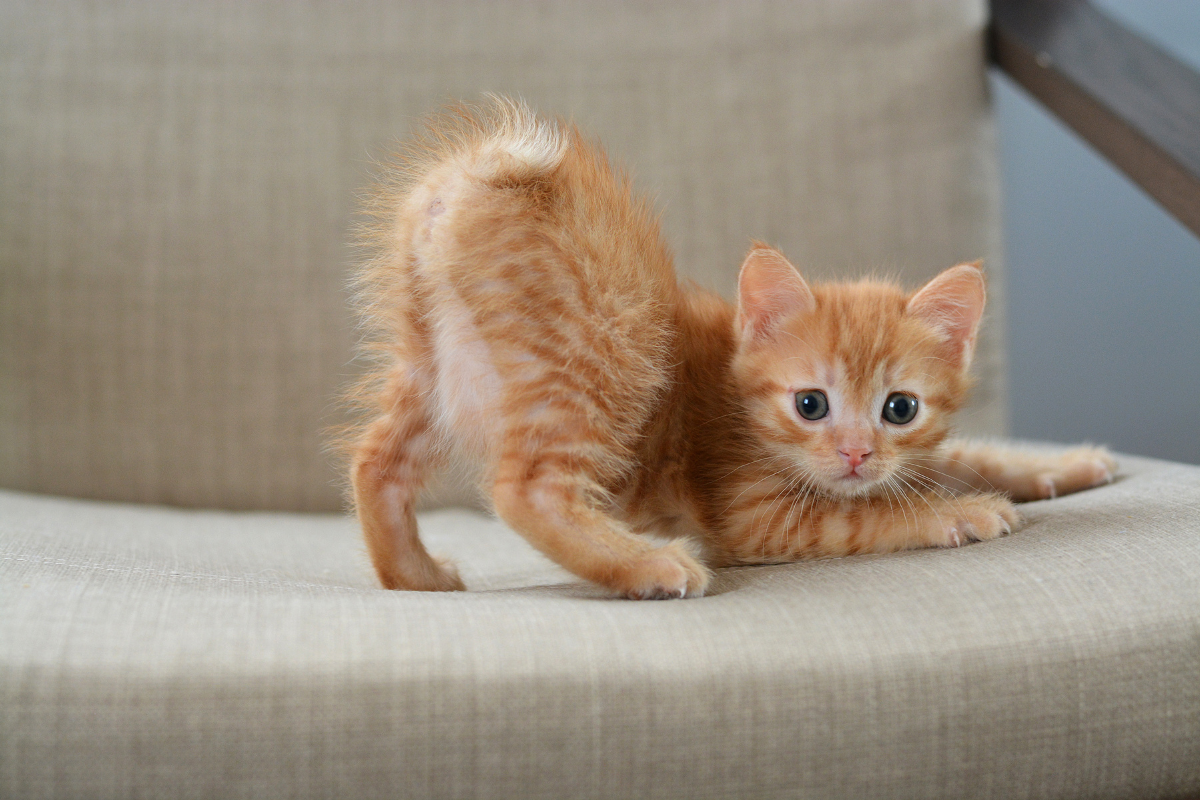 Why Is My Neutered Male Cat Humping and How Do I Stop It?