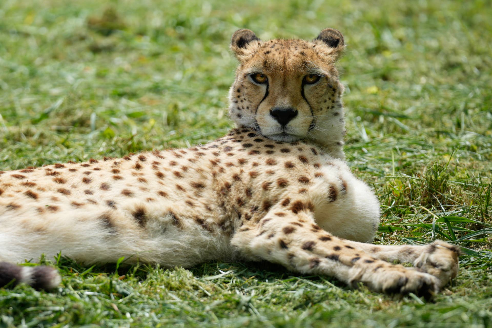 Cheeter Pets Cheetah - PetHelpful