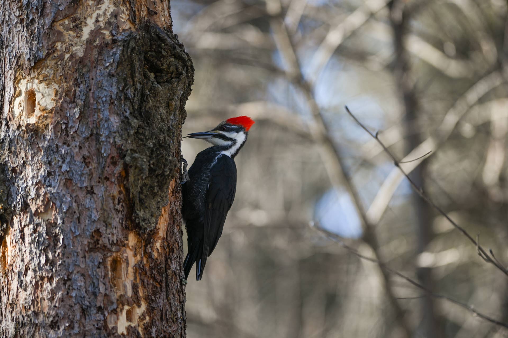 People Can’t Believe the Damage One Woodpecker Did to This Tree ...