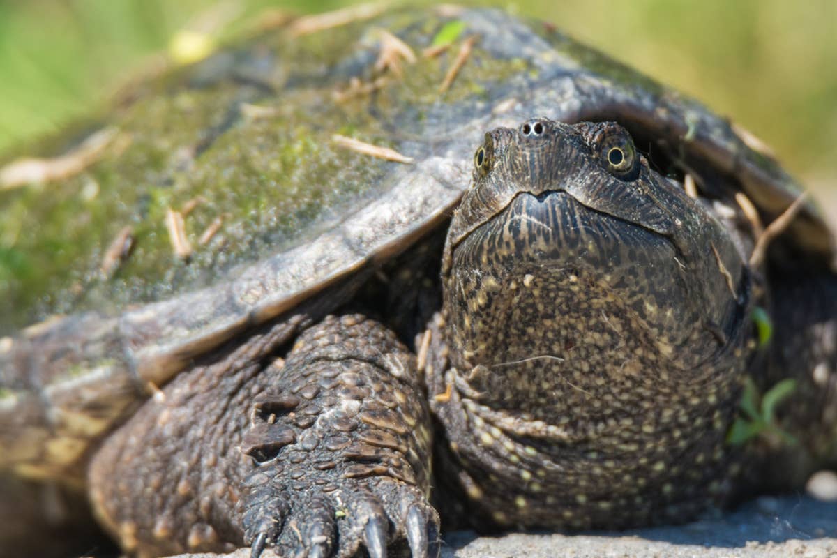 This Unique Snapping Turtle Spotted in Austin Is Stopping People in ...