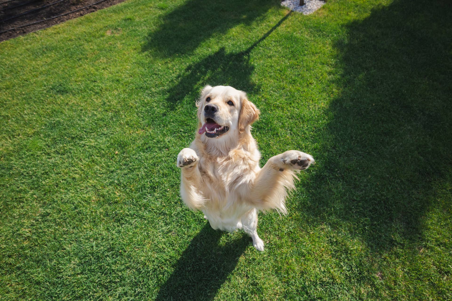 Golden retriever jouant joyeusement dans un jardin