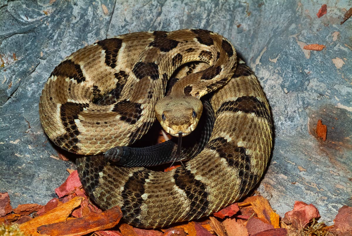 Nj Rattlesnake 6 Rattlesnake Hotspots in New Jersey (Including 1 Surprising Location ...