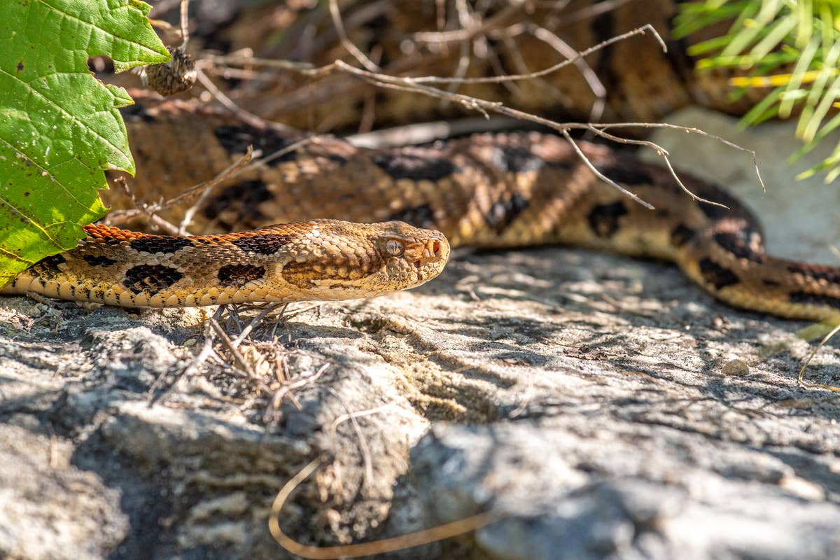 Nj Rattlesnake 6 Rattlesnake Hotspots in New Jersey (Including 1 Surprising Location ...