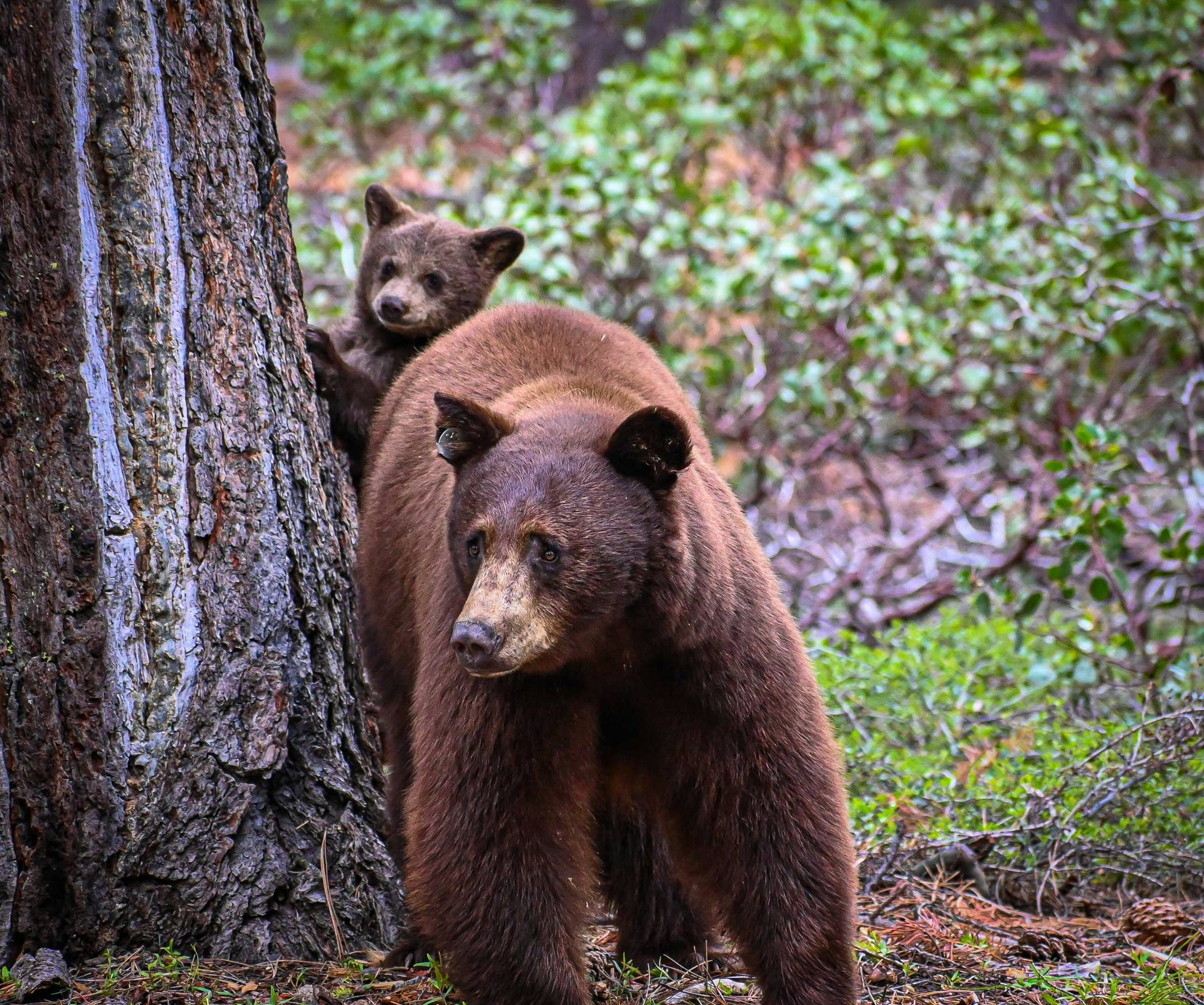 Baby Bear Cubs Cause a Traffic Jam While Mom Tries to Discipline ...