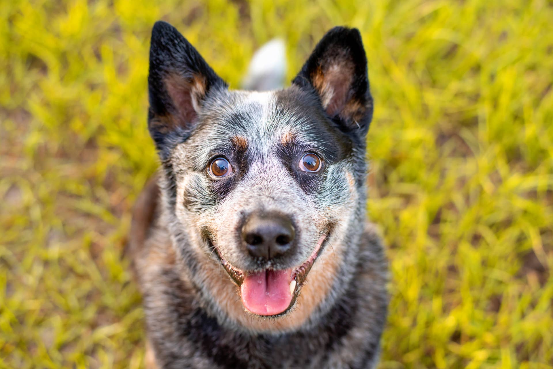 19-Year-Old Australian Cattle Dog's 'Jump' Into Dad's Truck Has Everyone Cheering