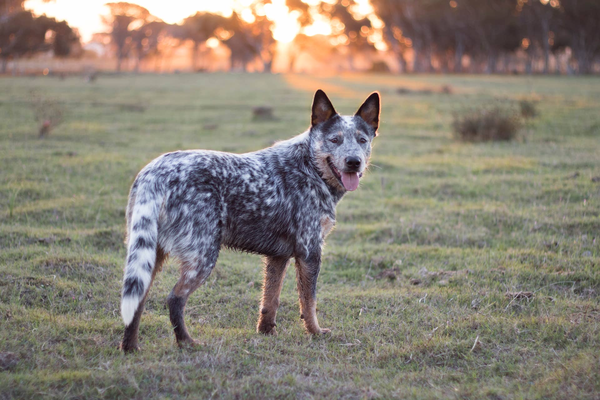 Farm Dog Who 'Hates' Cows Somehow Ended Up With a 1,000-Pound Bull Best Friend