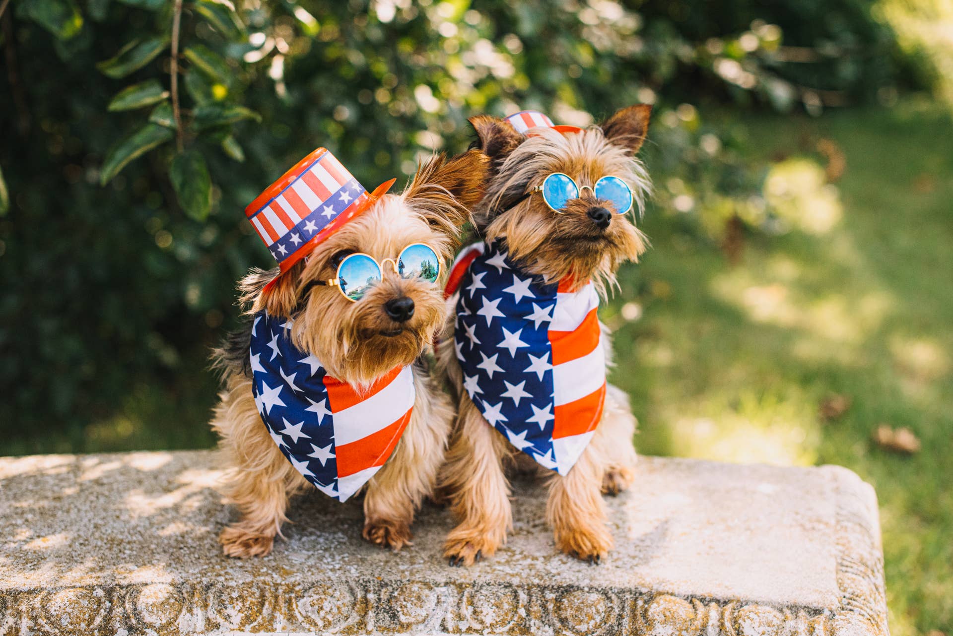 Chief Veterinarian Shares Pet Safety Tips Ahead Of America's Biggest Fourth Of July Yet
