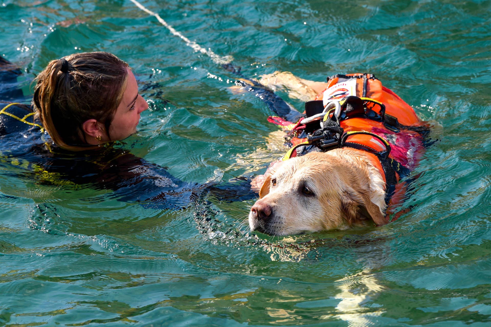 Why Italy’s Water-Rescue Dogs Are Becoming Lifesaving Heroes - PetHelpful