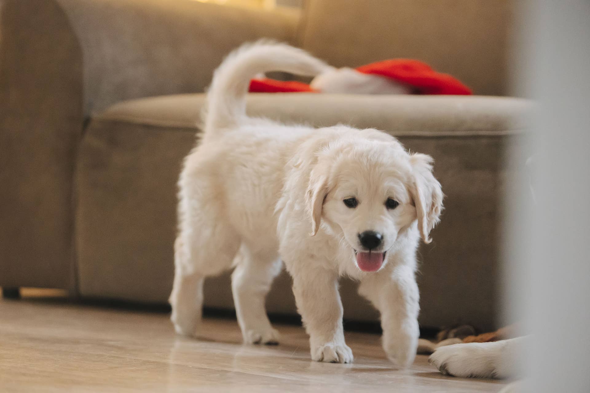 A Golden Retriever Puppy's Escape From His Puppy Gate Looked Like It ...