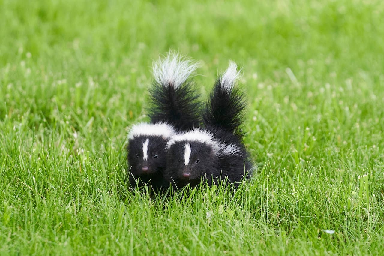 Mama Skunk Parades Her Babies Through a Front Yard, and the Way She ...