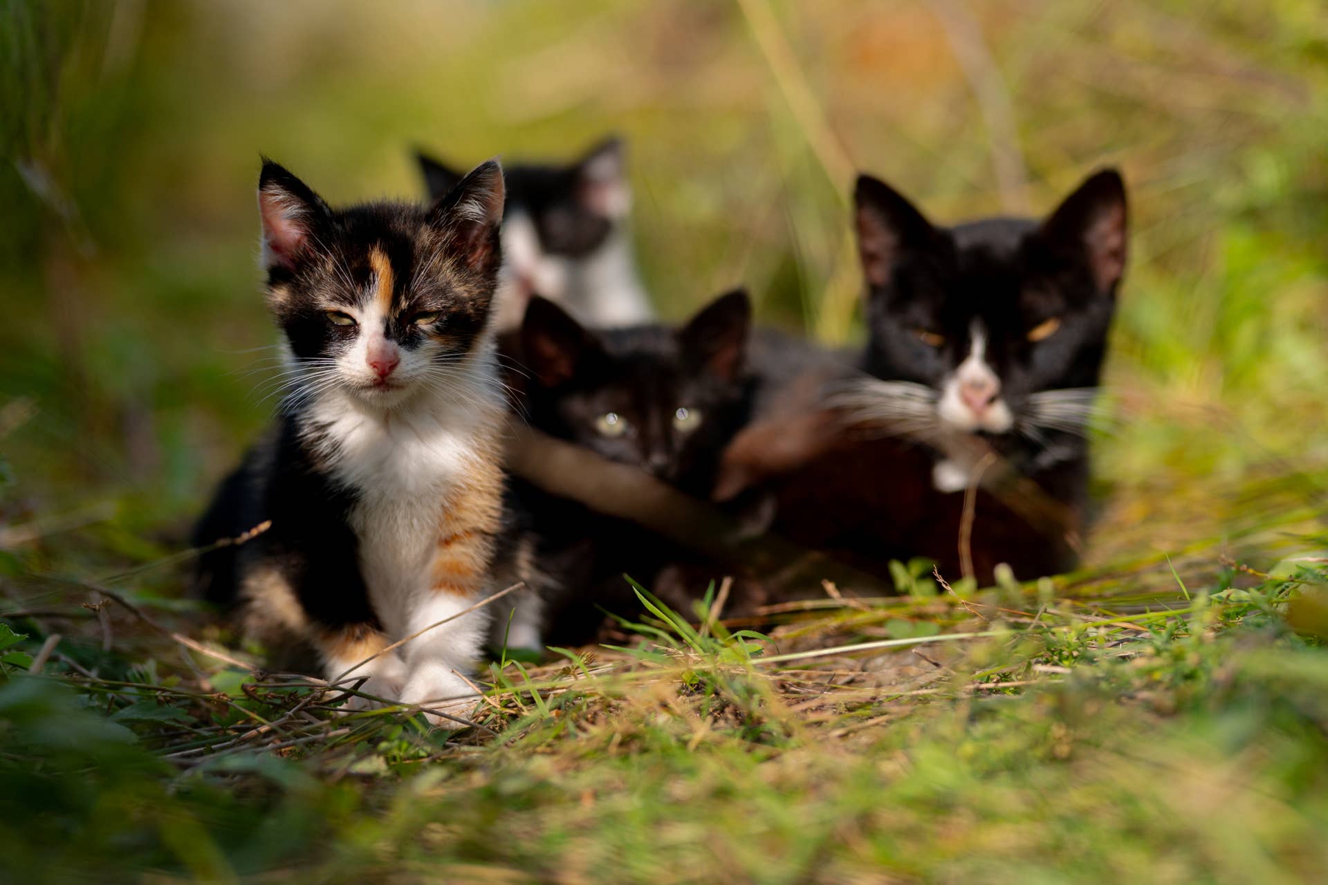 Kittens Cute Moments Adorable Clips Sweet Photos PetHelpful kittens-cute-moments-adorable-clips-sweet-photos-pethelpful