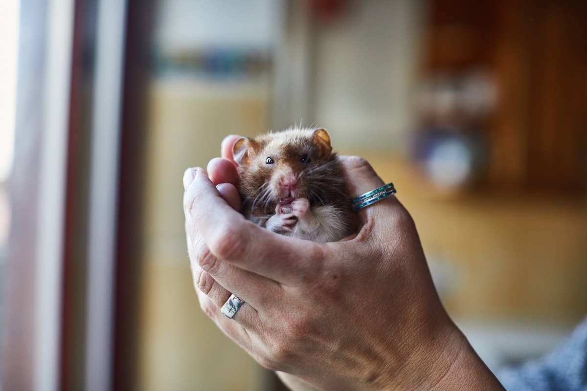 7 Things Nobody Tells You About Owning a Pet Hamster - PetHelpful