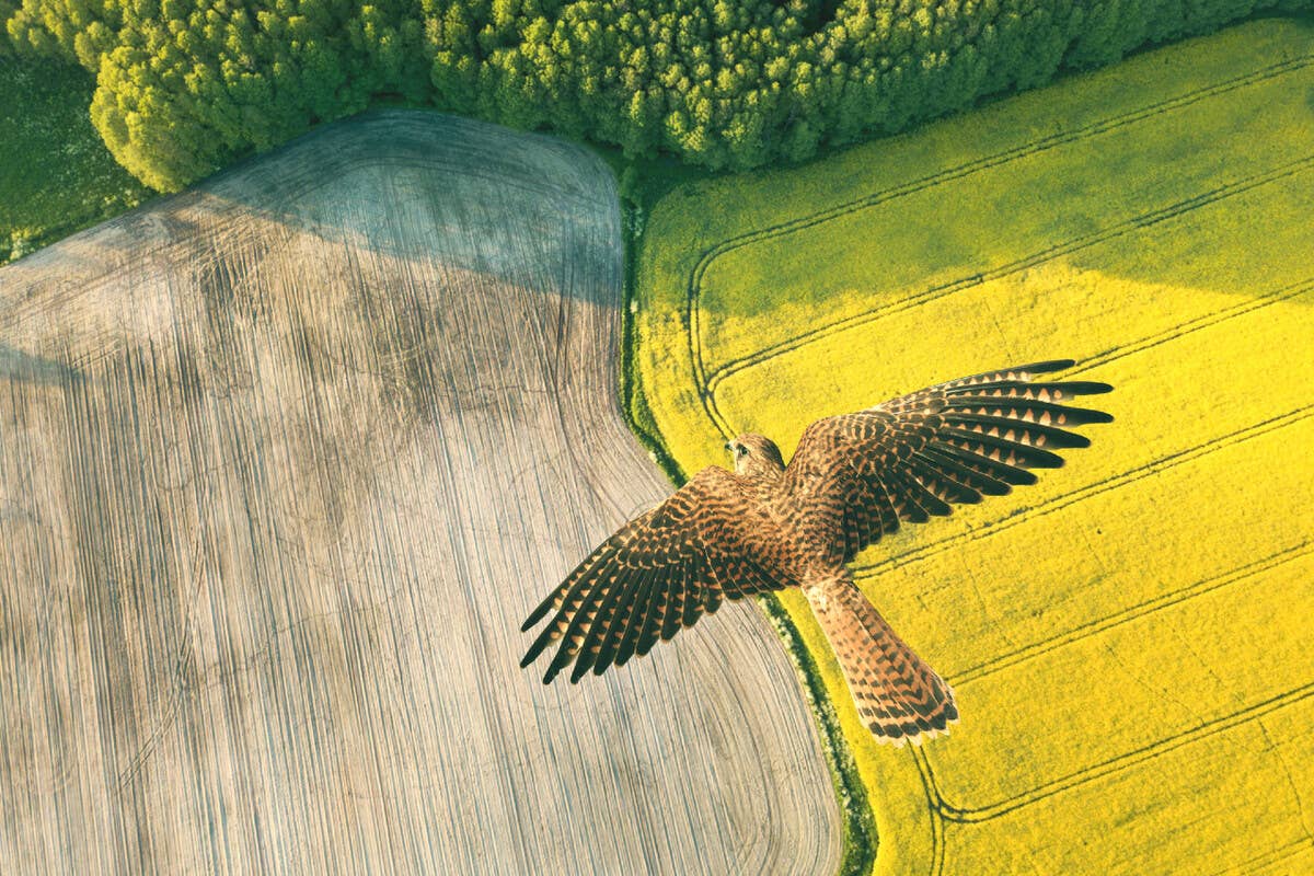 If Hawks Keep Flying Over Your House, This is What It Means