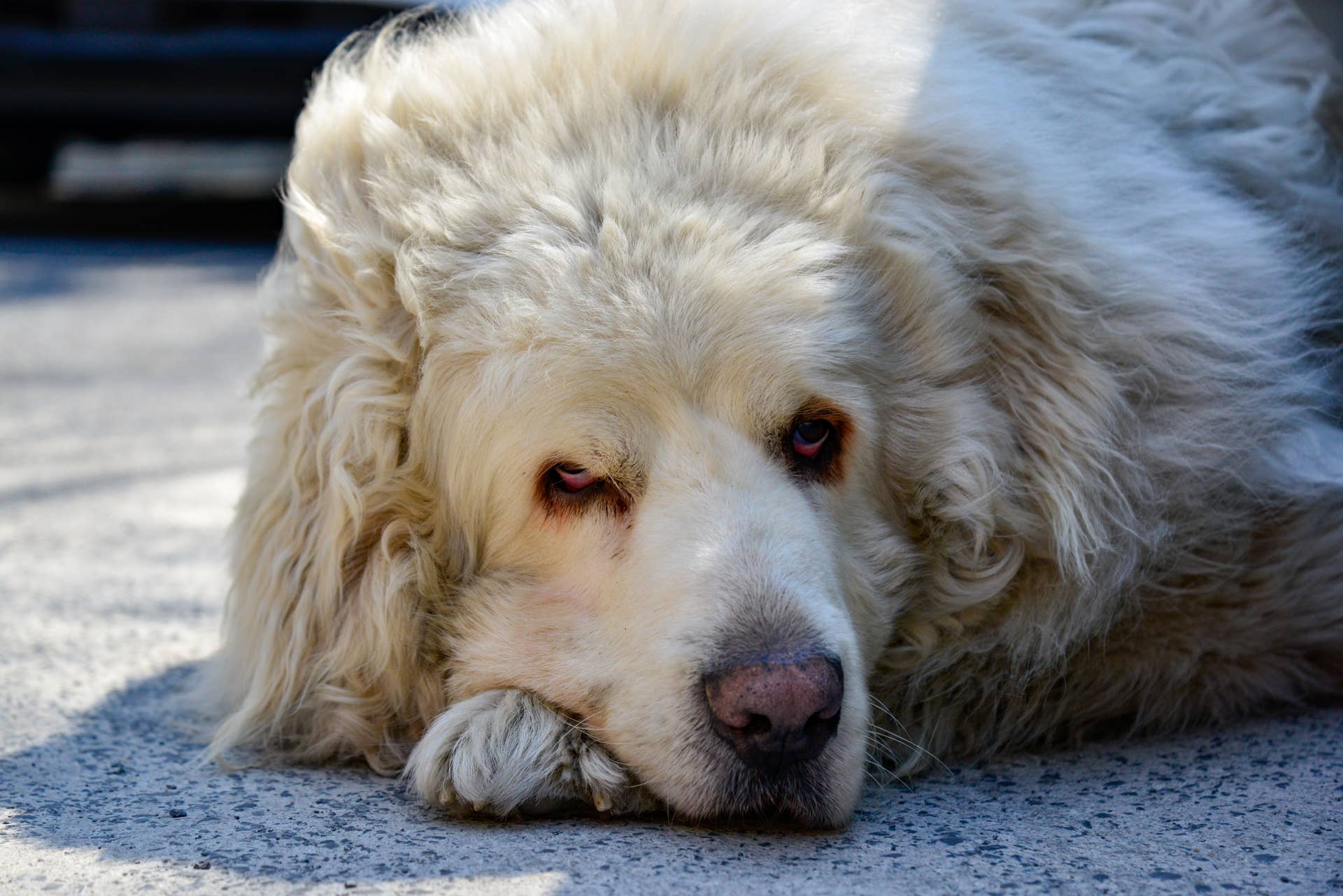 Pyrenees Dog Fall Woman's Goodbye to Dog of 19 Years Brings Tears - PetHelpful