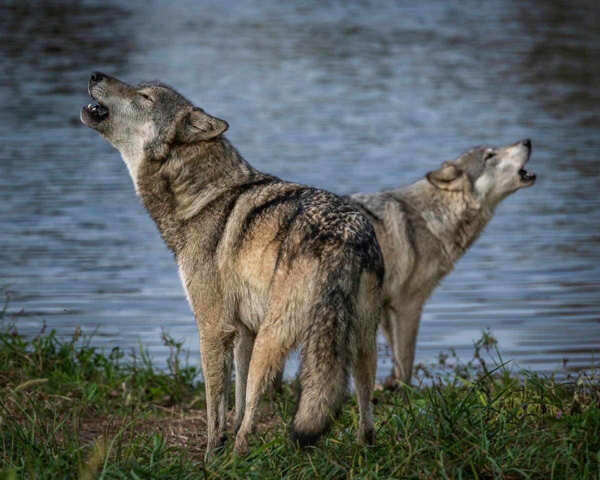 If You Hear Wolves Howling Near Your Home, Here’s What It Could Mean ...