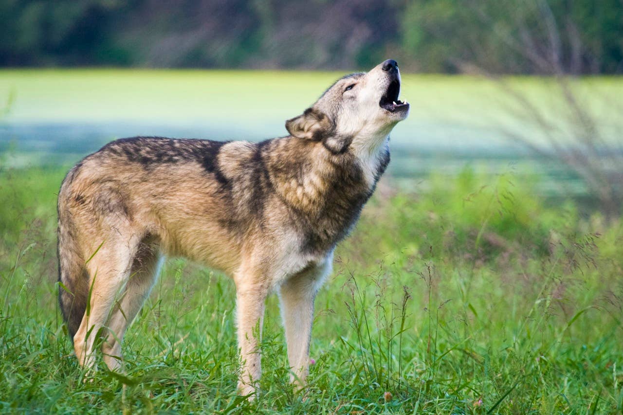 If You Hear Wolves Howling at Night Near Your Home, This Is What It Means
