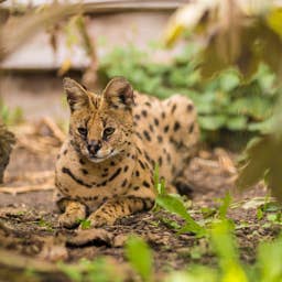 Nobody Told This Serval Kitty That Cats Are Supposed To Hate Water
