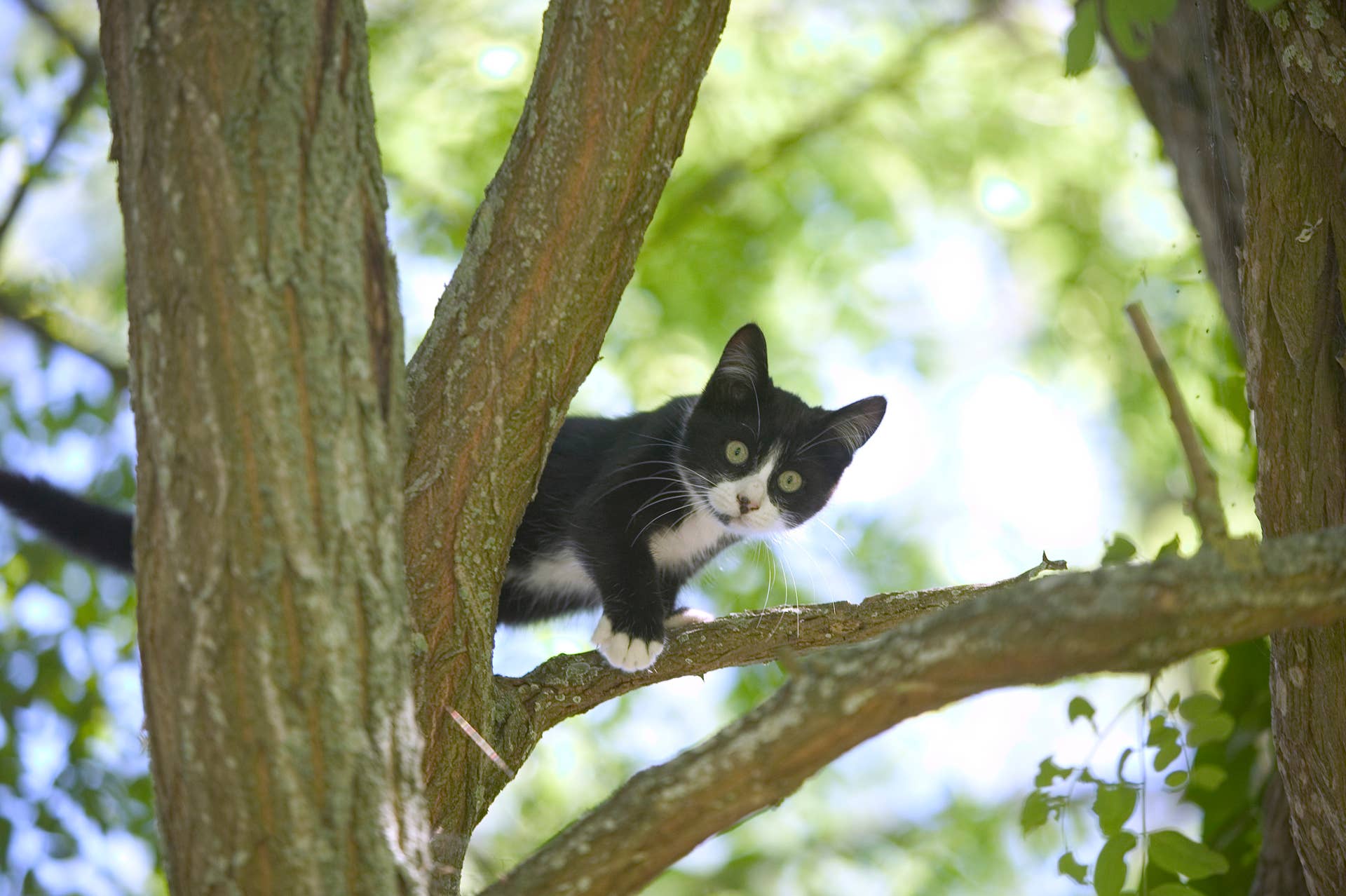 This Cat Takes Napping to New Heights—Literally