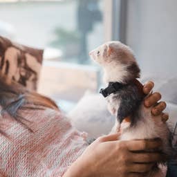 7 Things to Know Before Getting a Ferret, According to a Vet