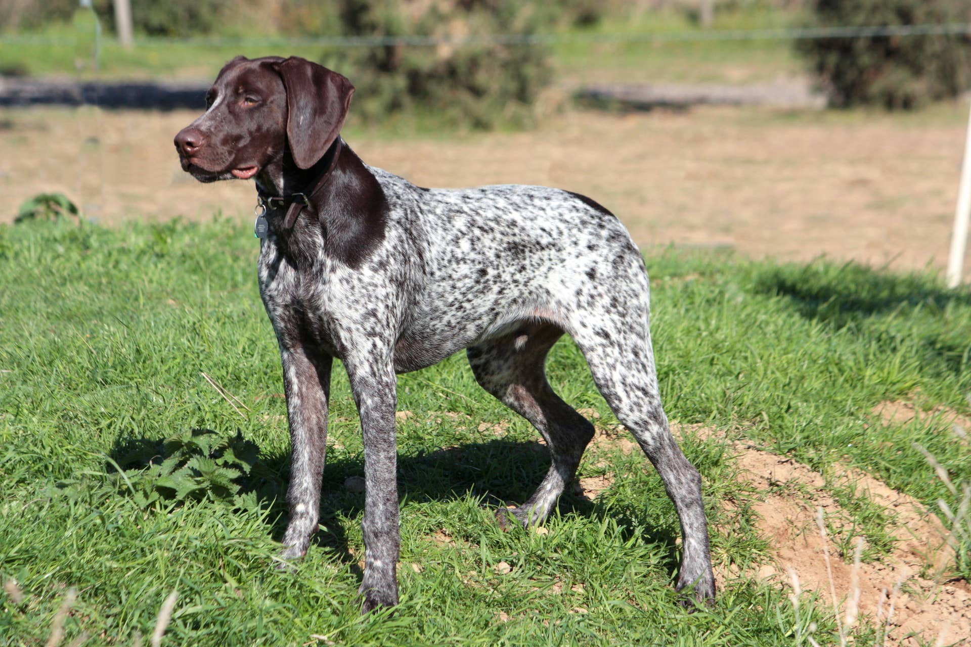 German Shorthaired Pointer - PetHelpful