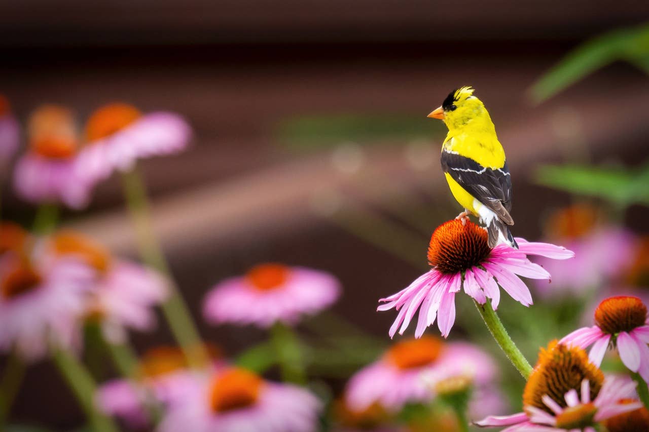 Why Birds Aren’t Coming to Your Yard (and How to Fix It)