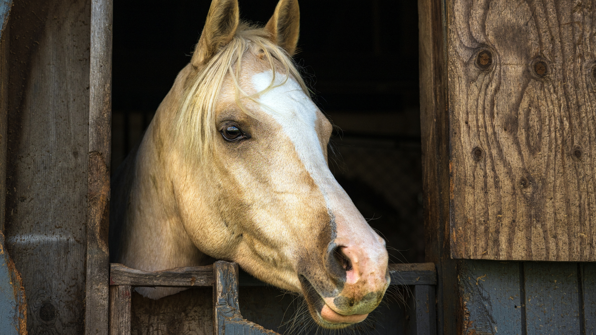 Horse Only Comes Running When His Favorite Toddler Is in Charge of ...