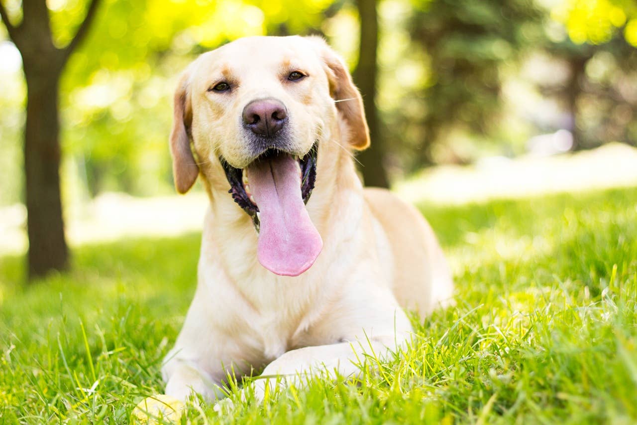Labrador Retrievers: Cute Moments, Funny Clips & Highlights - PetHelpful