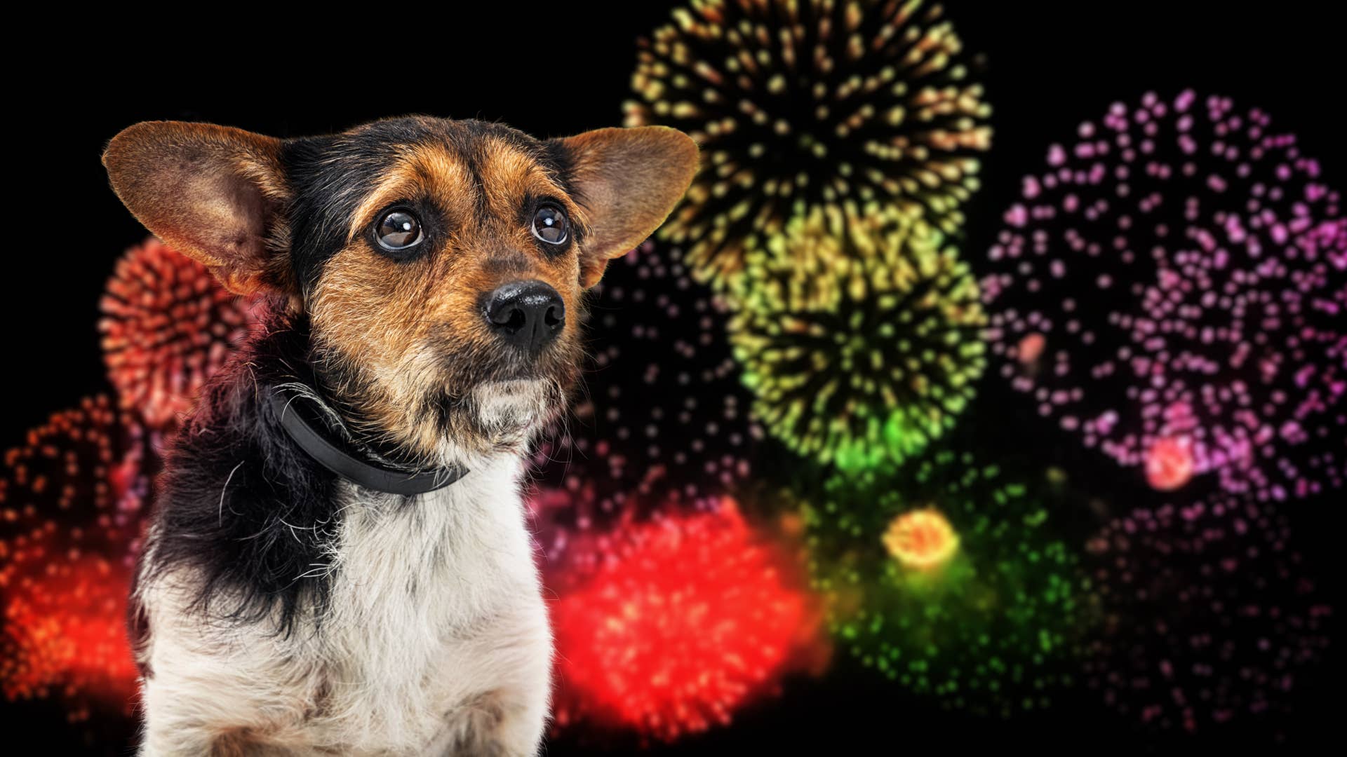 Dogs Protesting Fireworks A Canine Cognitive Scientist Says Most Parents Are Comforting Their ...