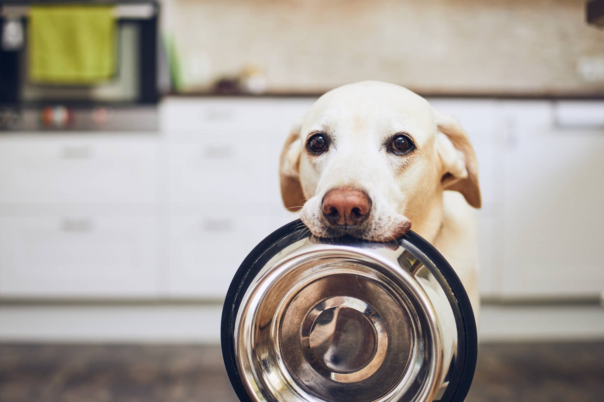 Office Dog's 'Lunchtime Chomps' Begin Every Day at Exactly 11:45