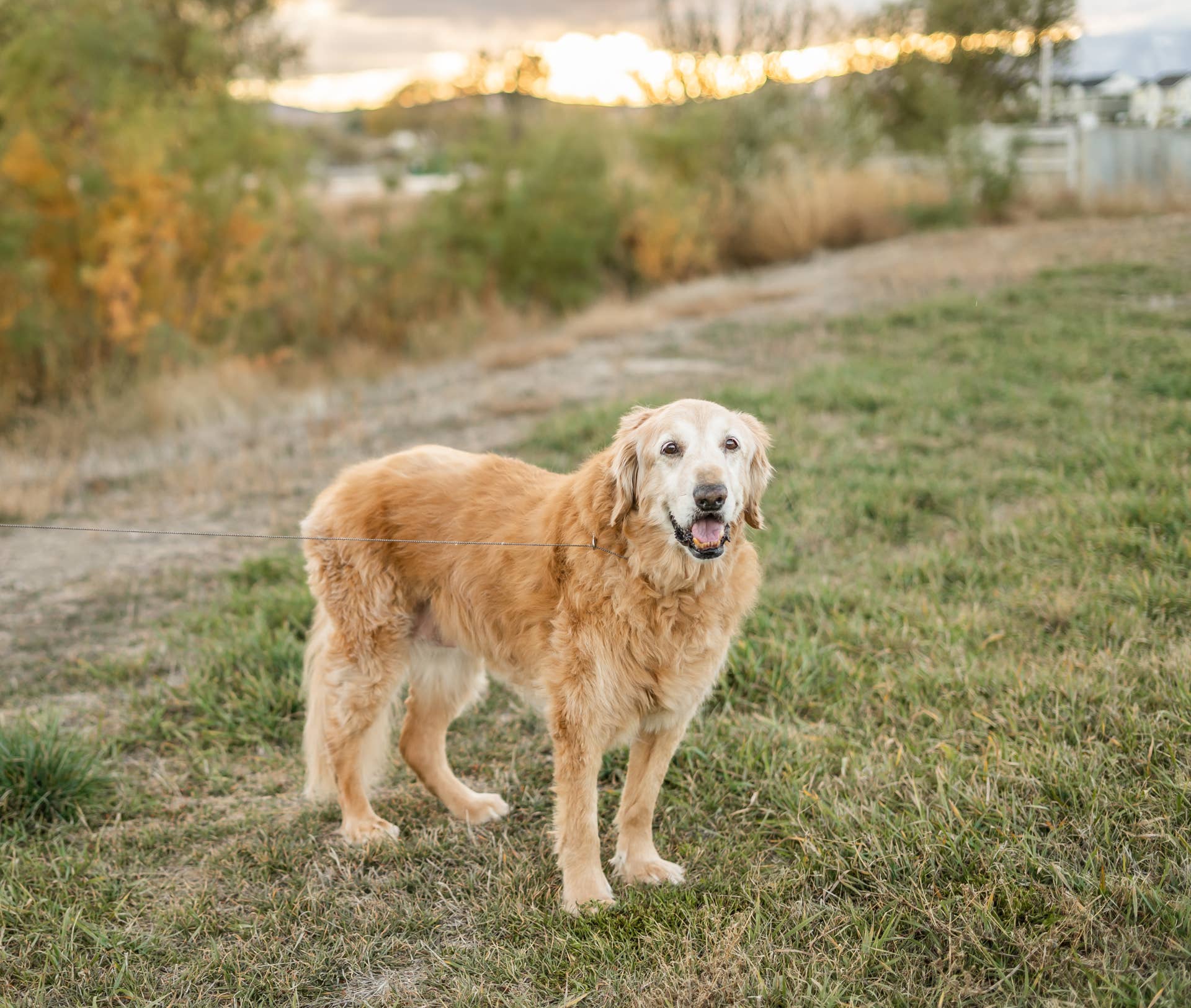 Couple Takes Their 16-Year-Old Golden Retriever to the Lake for One Last Swim