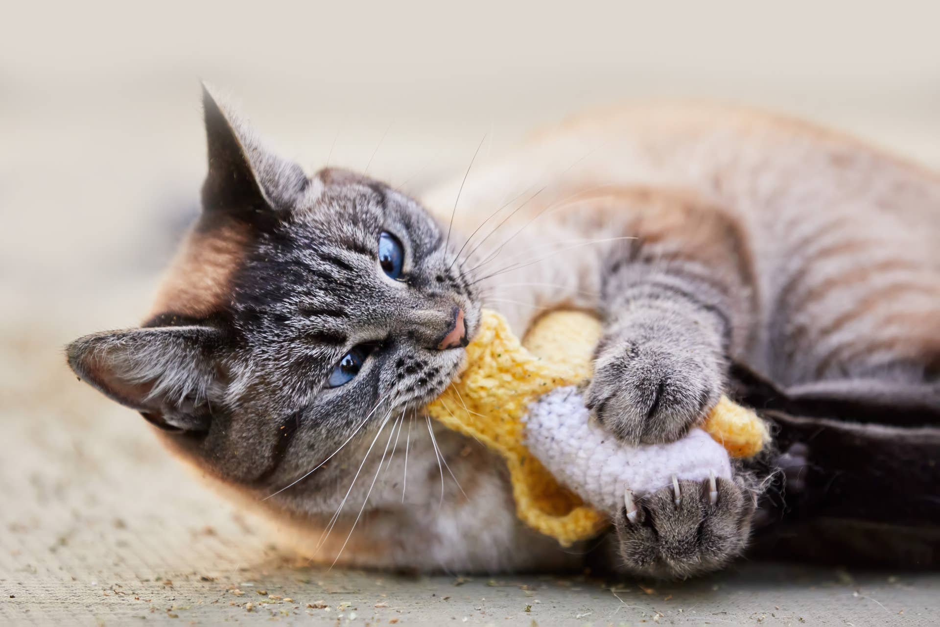 What Does Catnip Do to Cats? Everything Cat Parents Need To Know ...