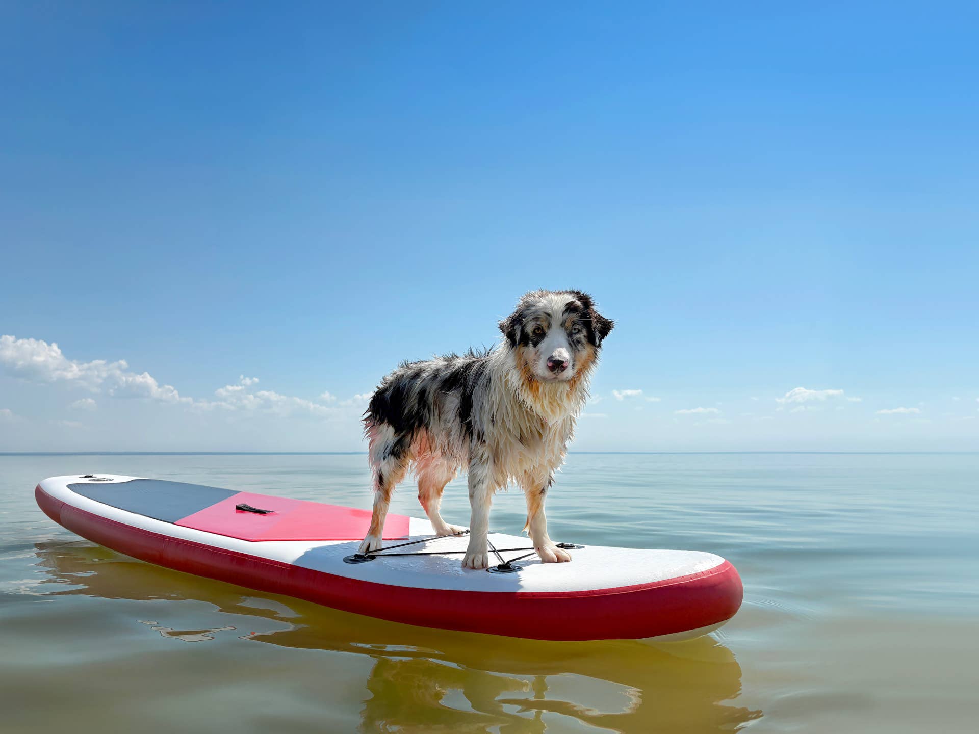 Dolphin Casually Pushes Their Australian Shepherd Bestie's Raft During ...
