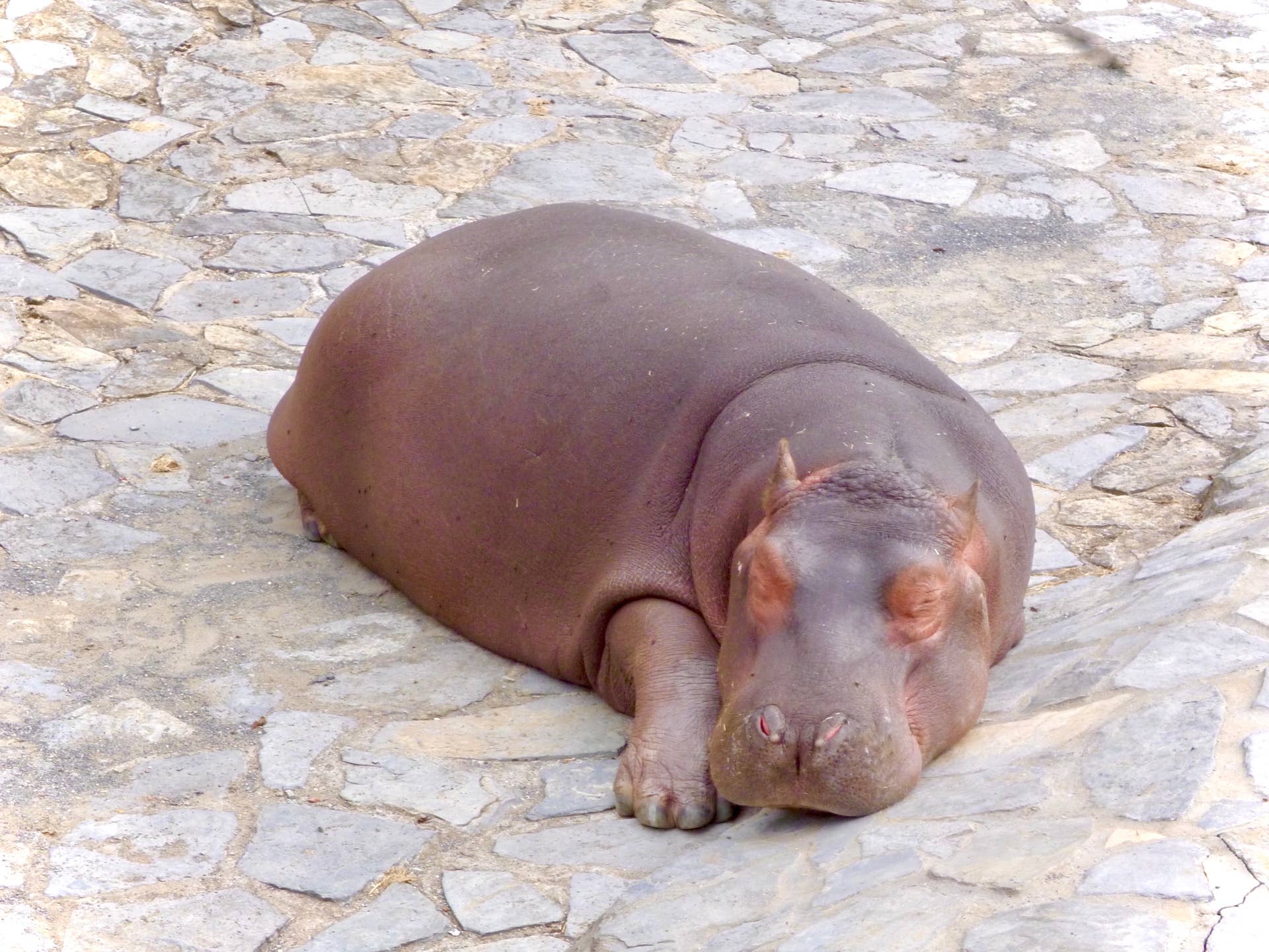 Bumpy the Orphaned Hippo Can't Wait for Bedtime, and It's So Relatable ...