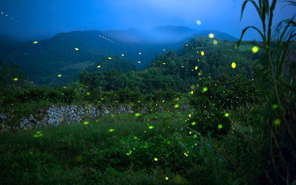 Why Fireflies Are Appearing Earlier Than Usual - PetHelpful