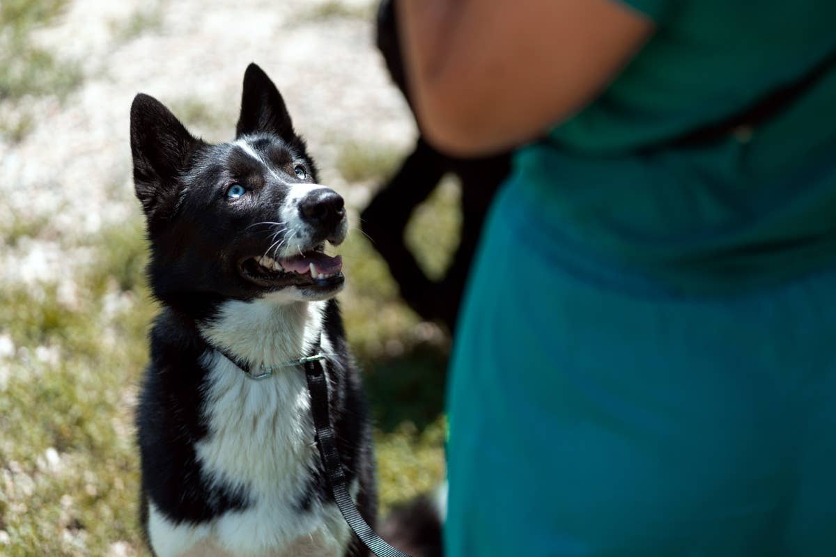 8 Words Your Dog Understands More Than You Think - PetHelpful