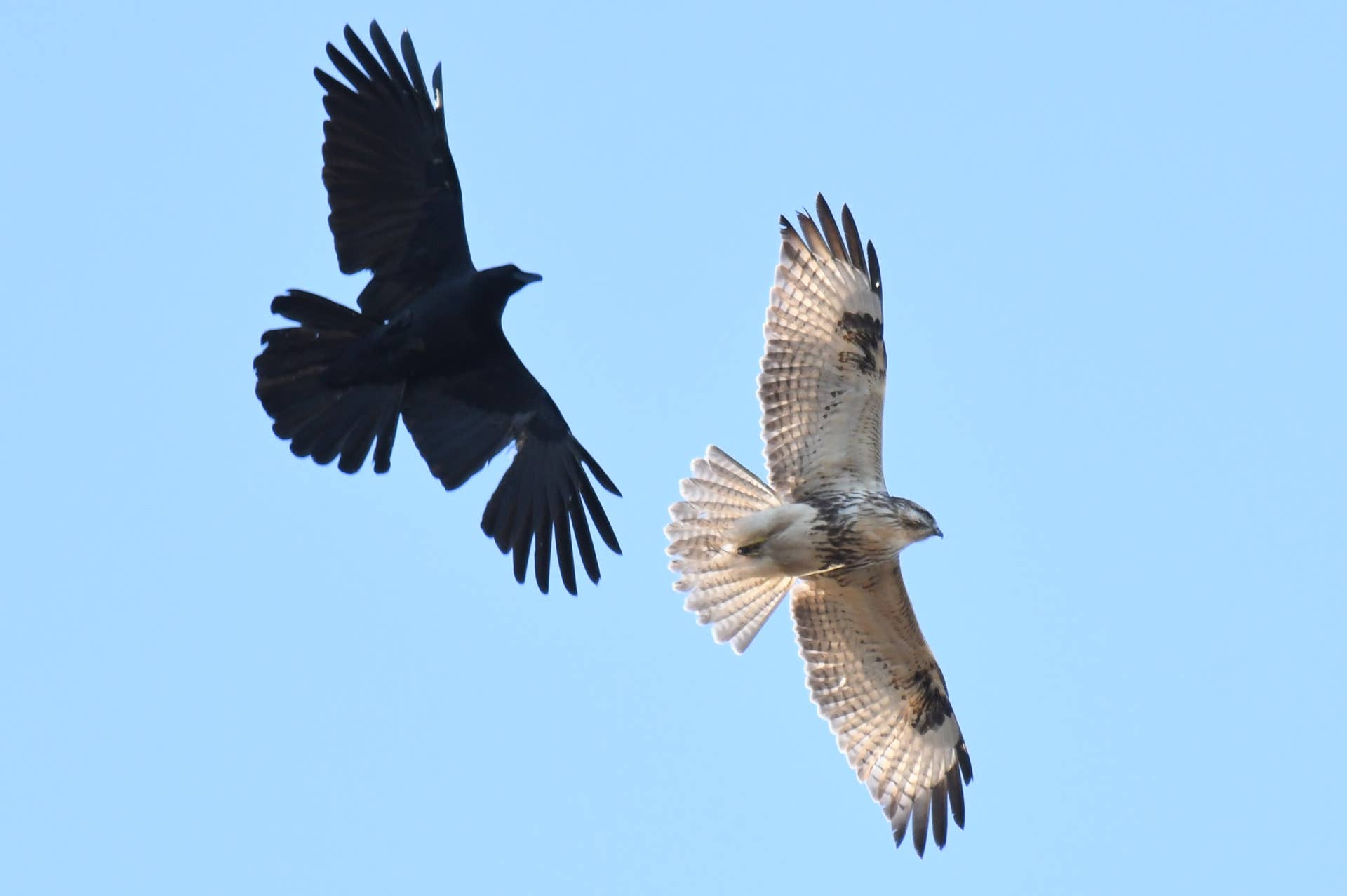 This Homesteader Befriended a Murder of Crows, and They Just Repaid Him ...