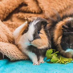 7 Things to Know Before Getting a Guinea Pig, According to a Vet