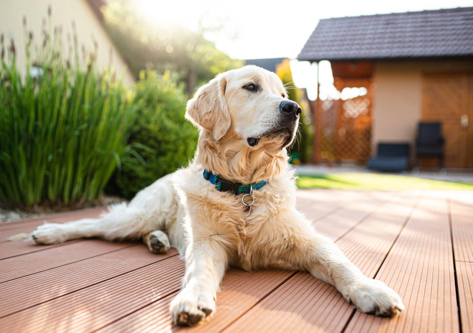 Rit Rever Golden Retriever Can't Hold Back His Tears While Watching a Sad Movie ...
