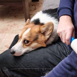 How To Get Pet Hair Out of Clothes: 5 Hacks That Actually Work