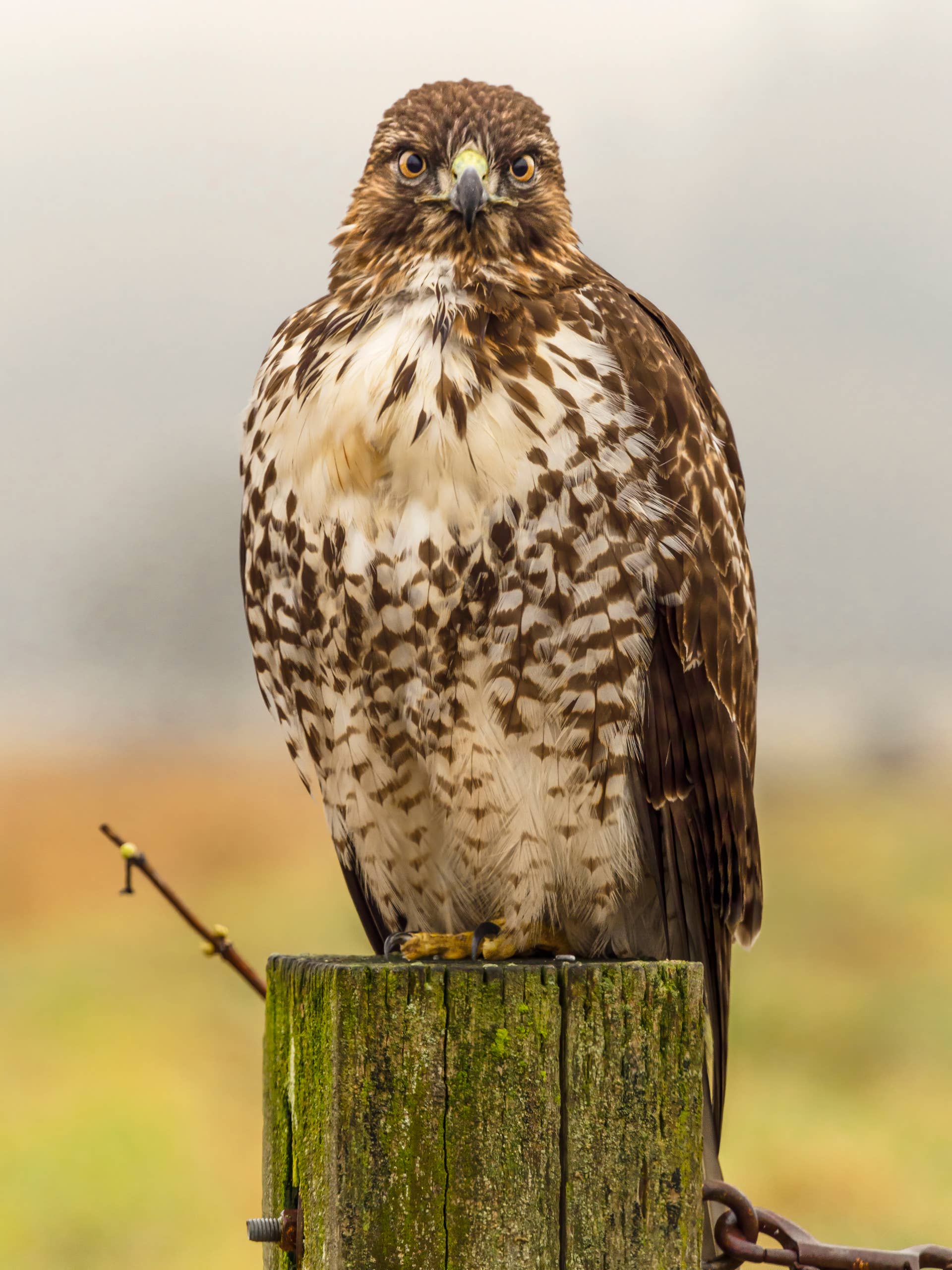 This Wildlife Showdown Between a Red-Tailed Hawk and Rat Snake Has the ...