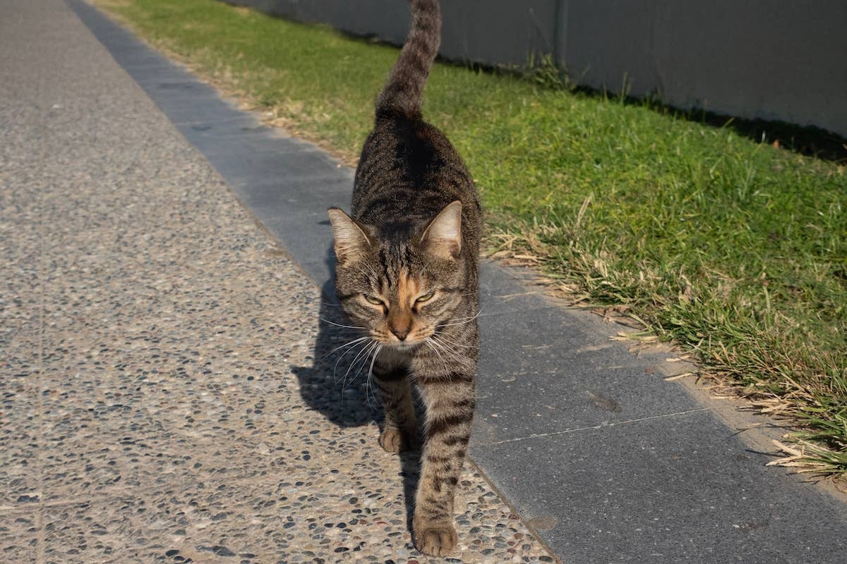 Brave Mama Cat Fights off a Coyote To Protect Her Kittens in Heart-Stopping Video