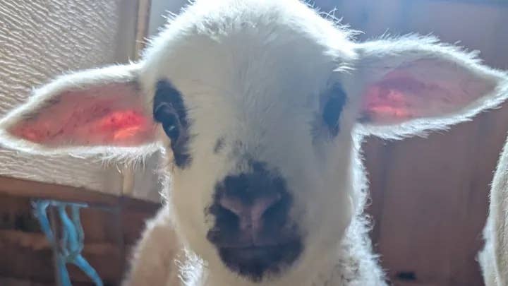 This Baby Animal in Ohio Could Be a Rare Sheep-Goat Hybrid, and