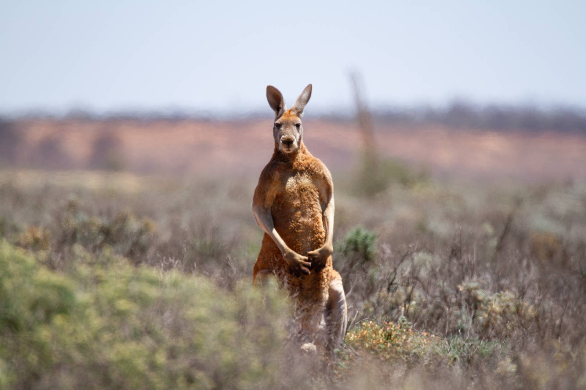 woman-films-the-aussie-neighborhood-watch-of-kangaroos-pethelpful