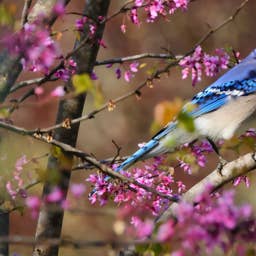 Want More Blue Jays in Your Yard? Experts Say These Simple Tricks Actually Work