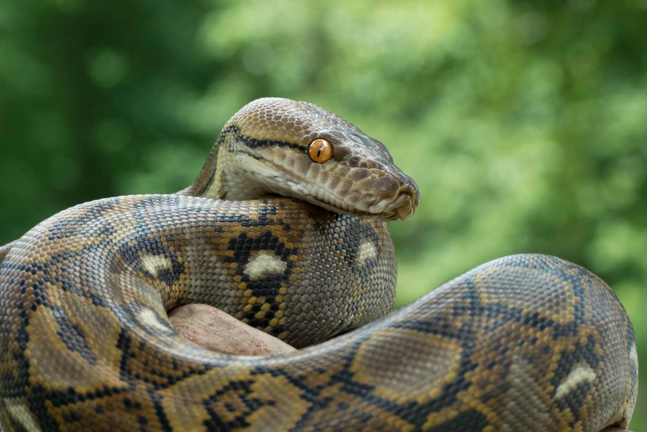 Golden Python Png Woman Finds an Unexpected Python Living in Her Home - PetHelpful
