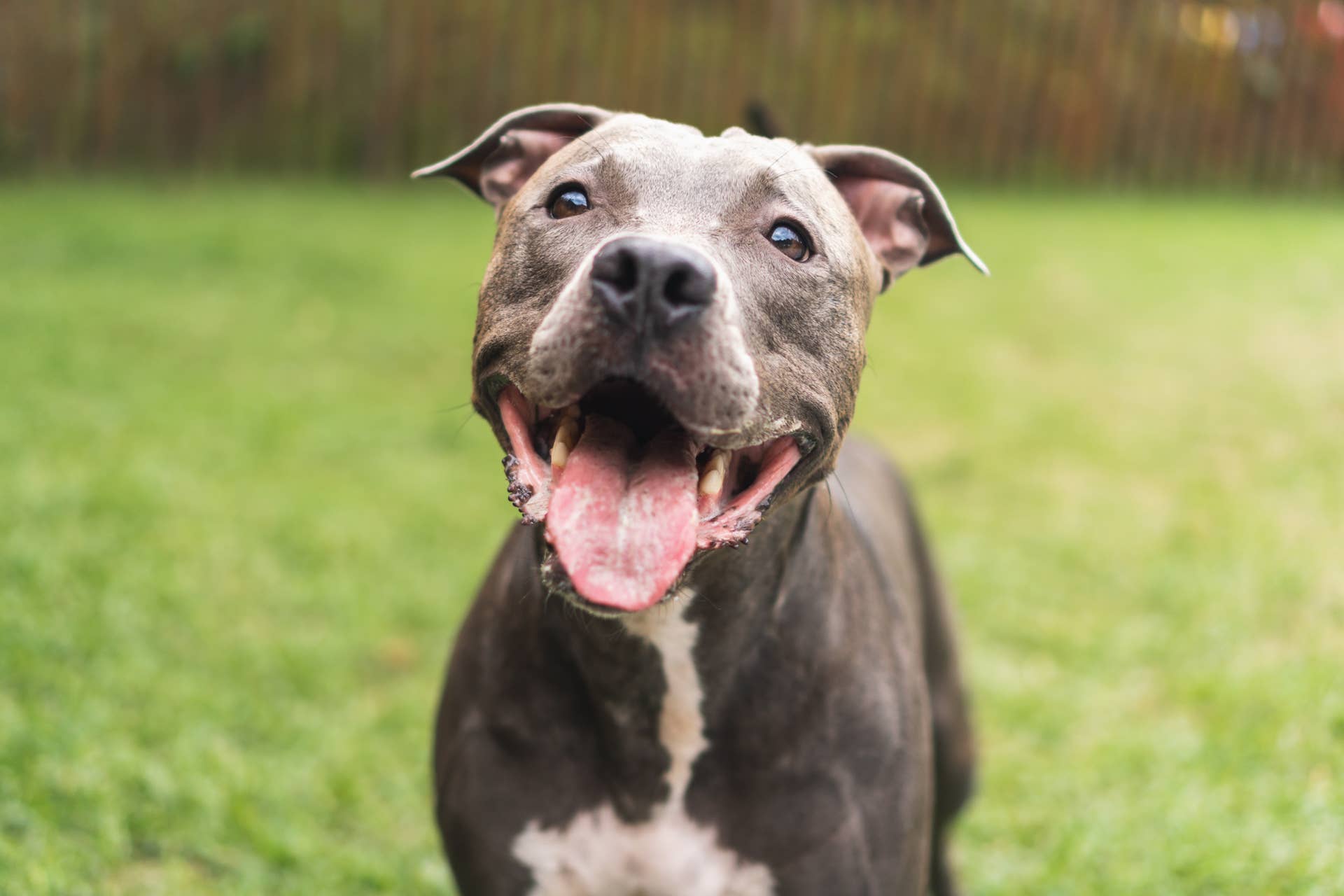 Dog Dad Shows What '$0 at the Shelter' Can Get You—and Viewers Are in Tears