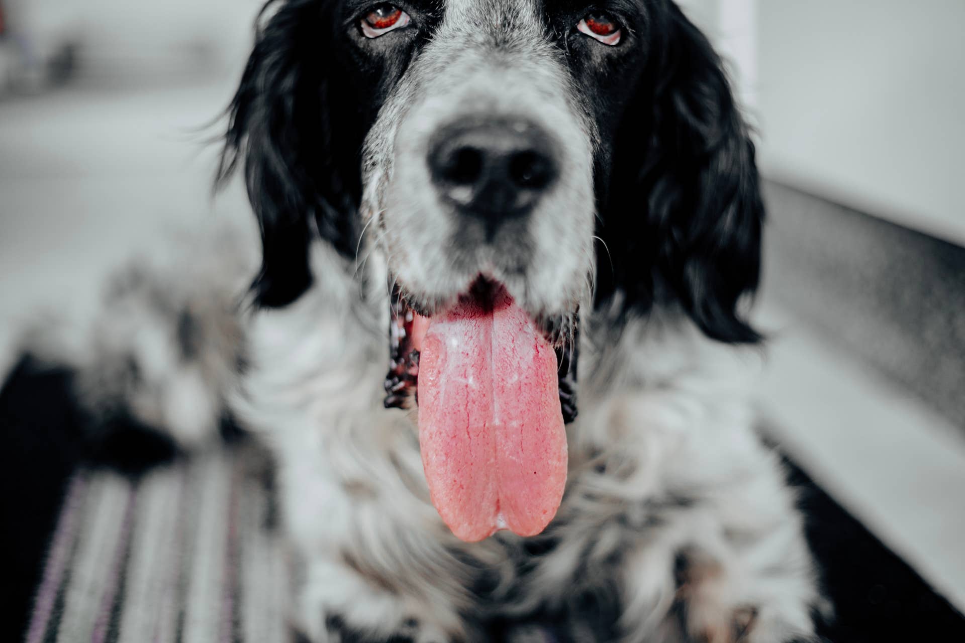 English Setter's Funny Sitting Position Has Viewers Wondering if She Was 'Assembled' Correctly