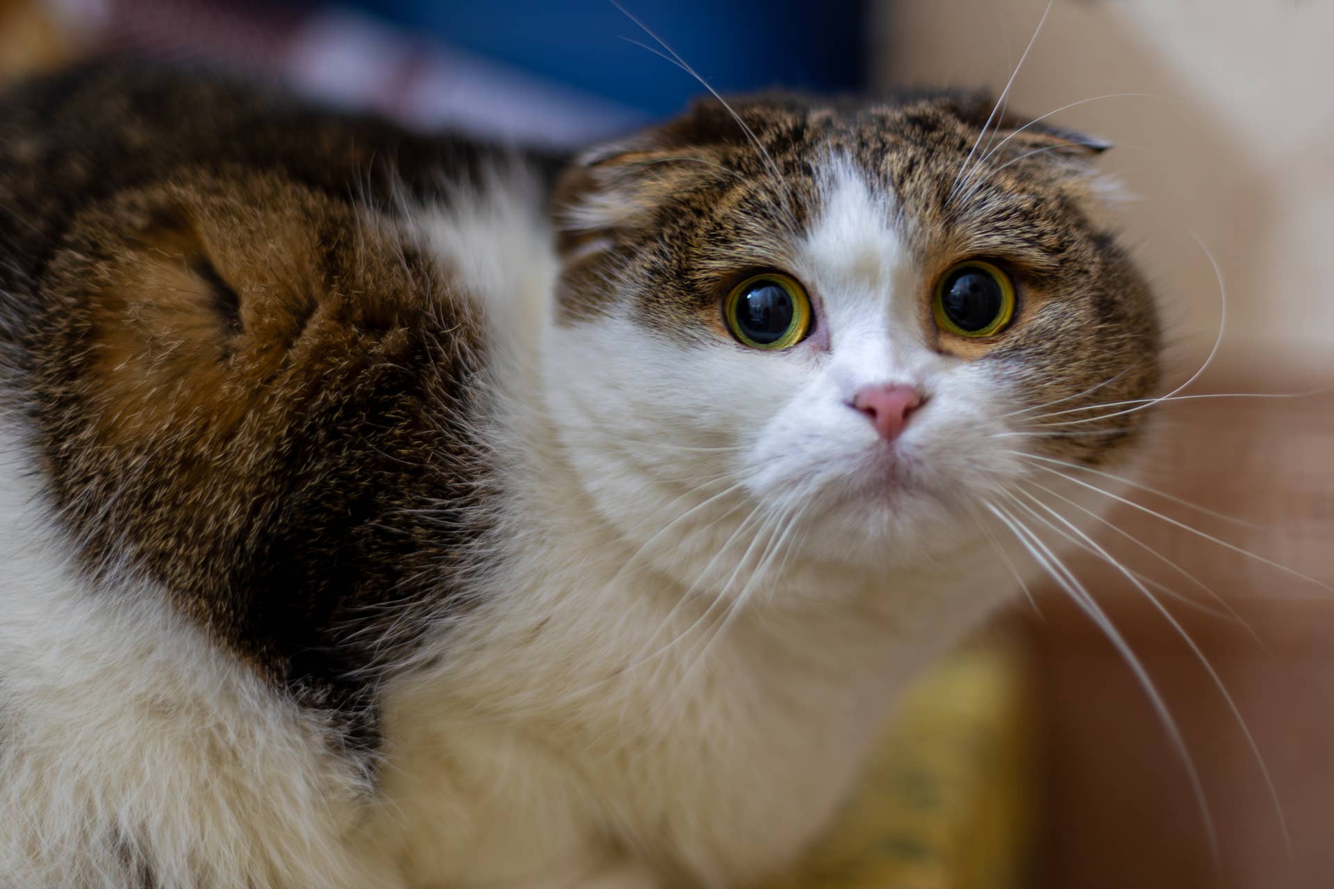 Petsitting Grandma Accidentally Brings the Wrong Cat Home—and the Dogs Are So Confused