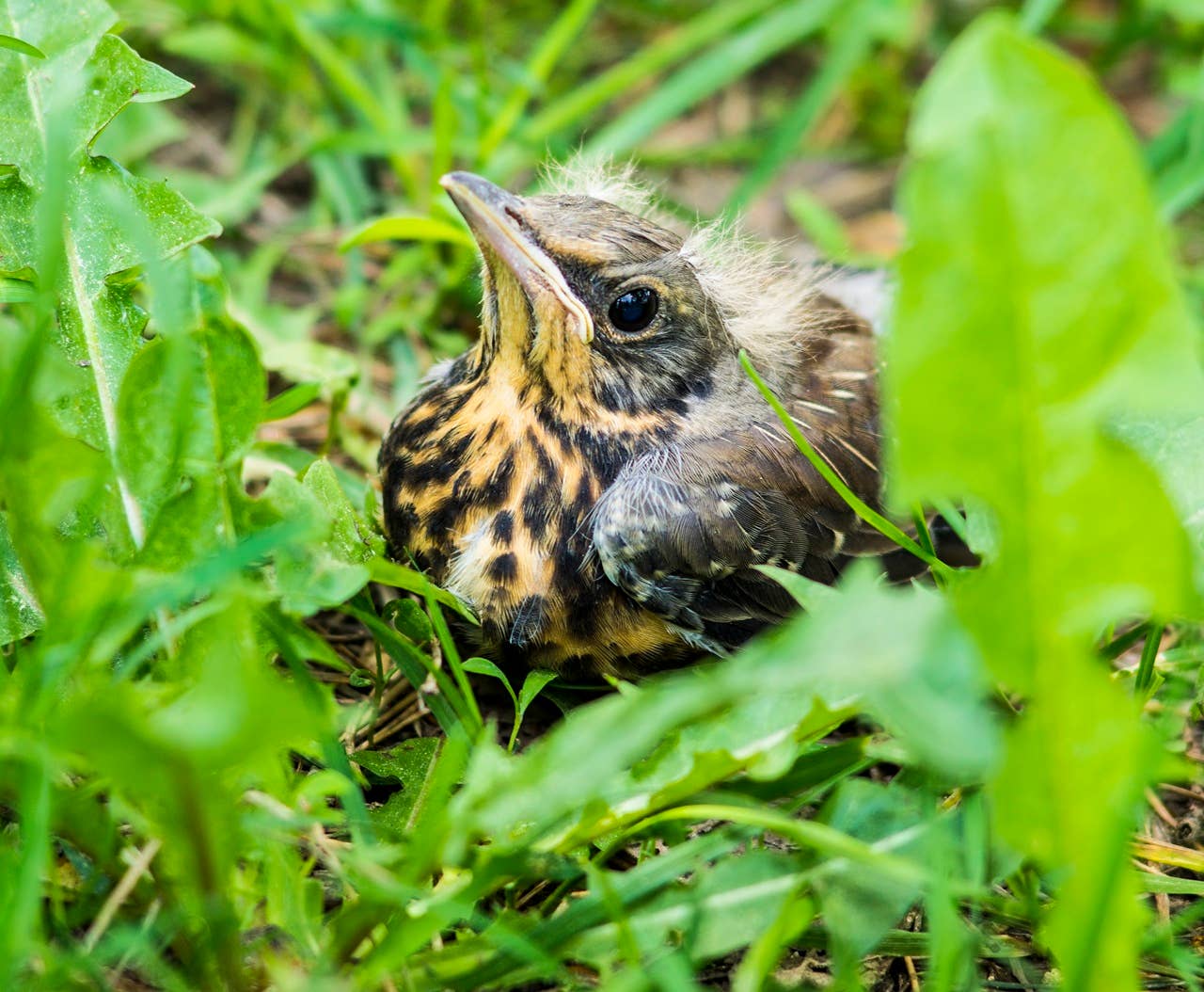 Found a Baby Bird on the Ground? Don’t Try to Help Until You Know This